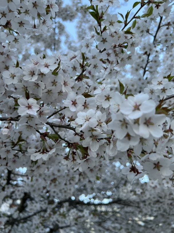 花花