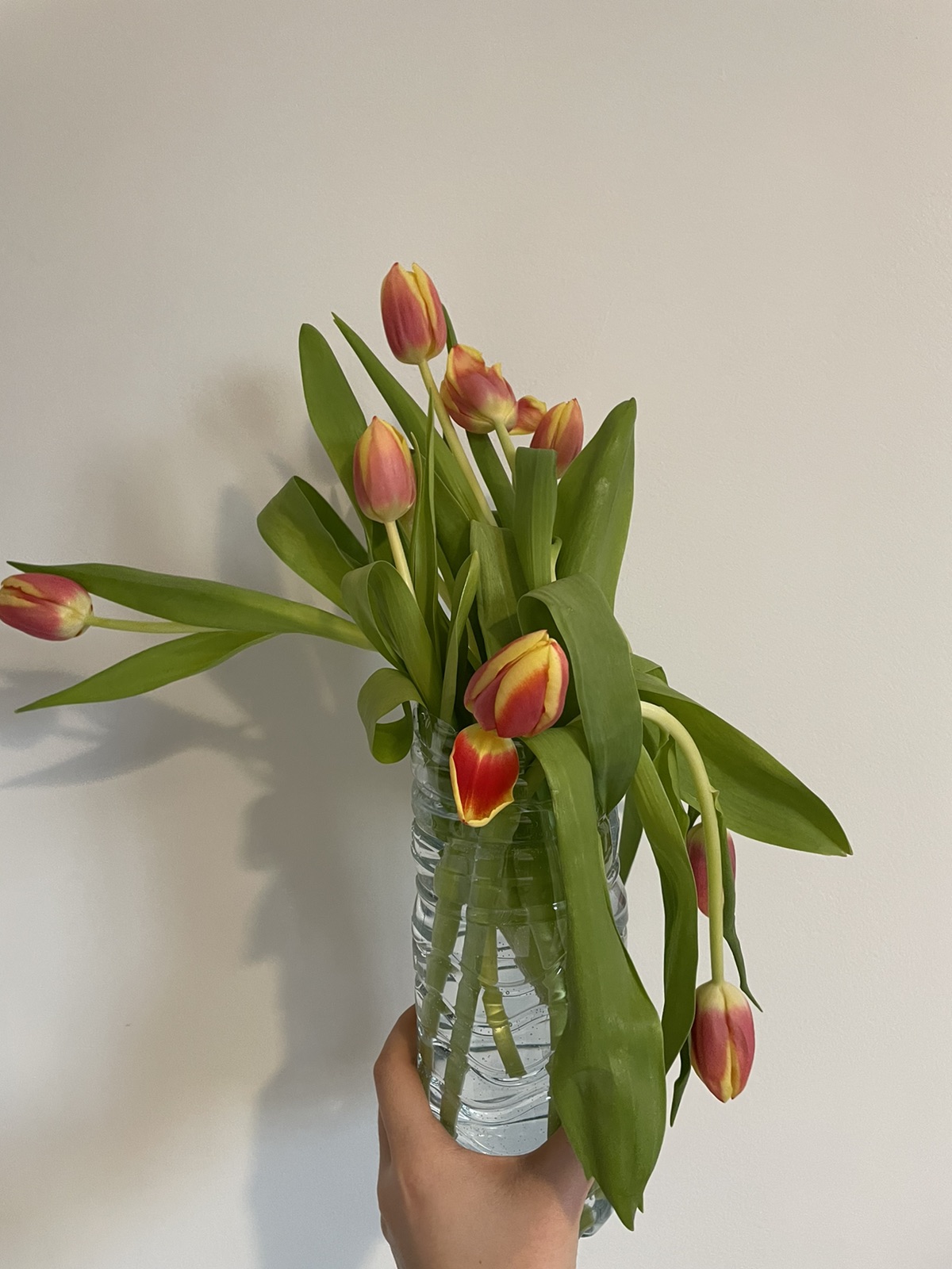 Lidl1.99欧的花我感觉它有点不快乐