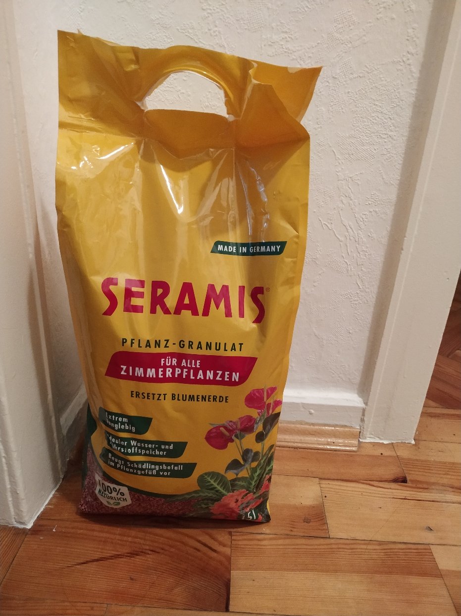 玉露分株现场，太好看了