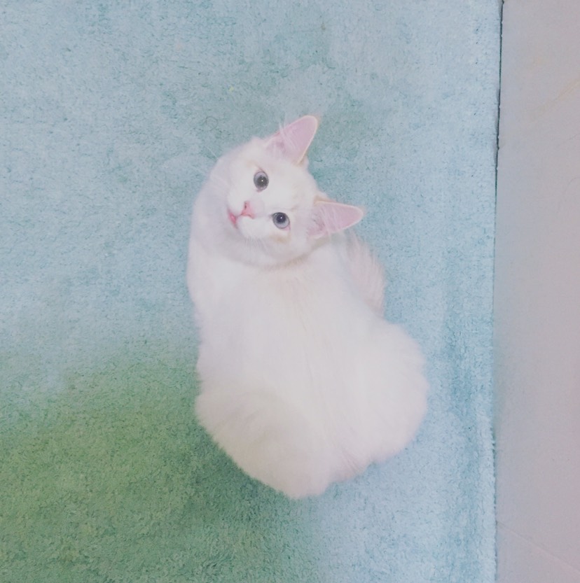 脸小就是任性