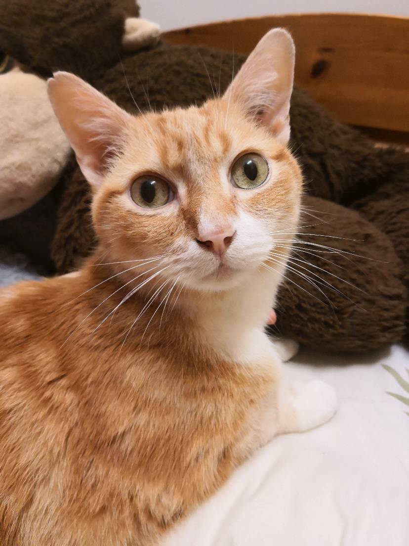 总是被犯上的miel