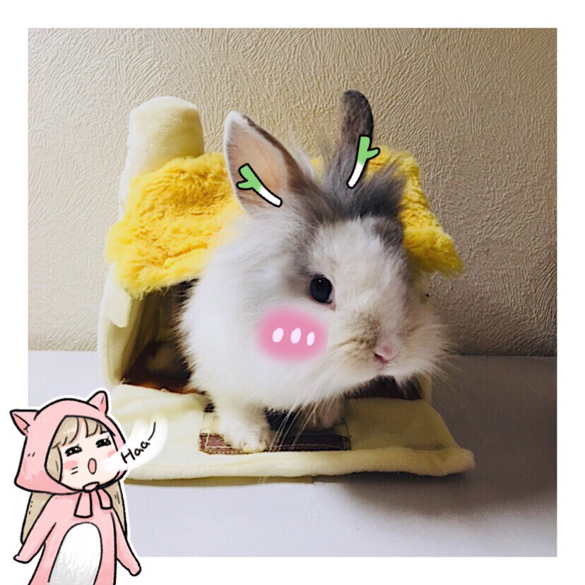 日常秀🐰
