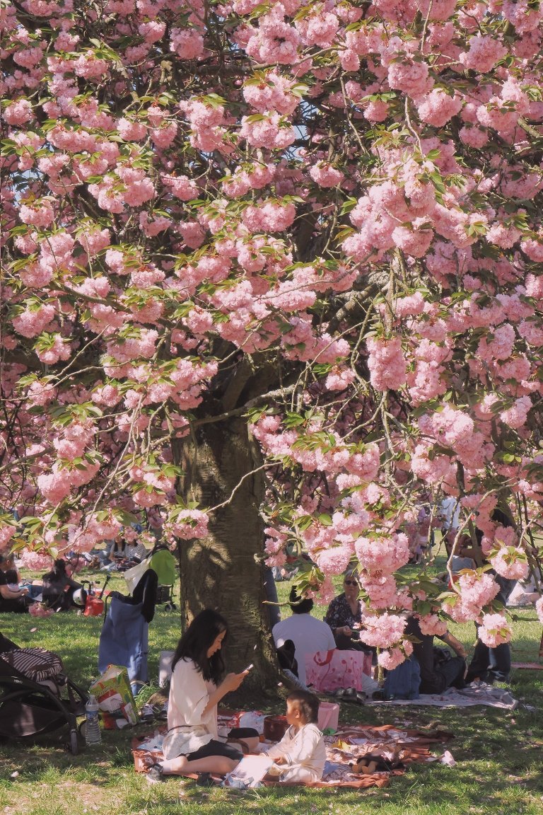 Parc de sceaux上巳节赏🌸