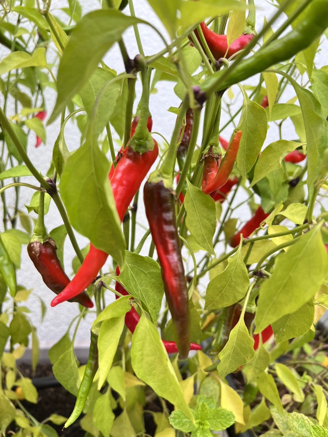收获小辣椒🌶️
