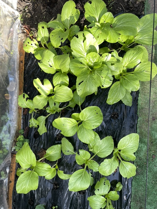 青菜估计半个月就能吃啦