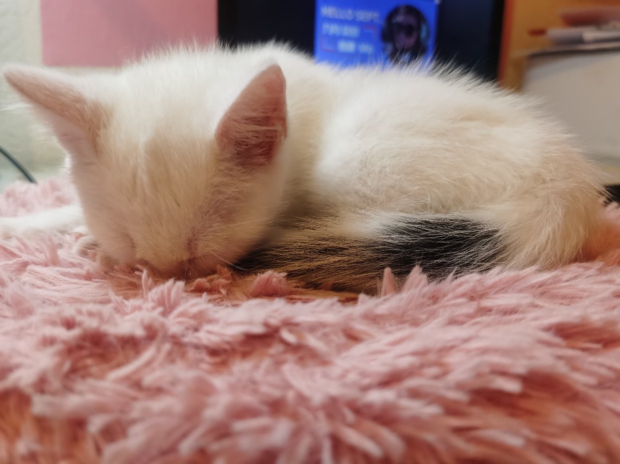 我家的猪