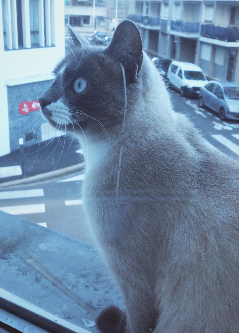 十斤的肥猫