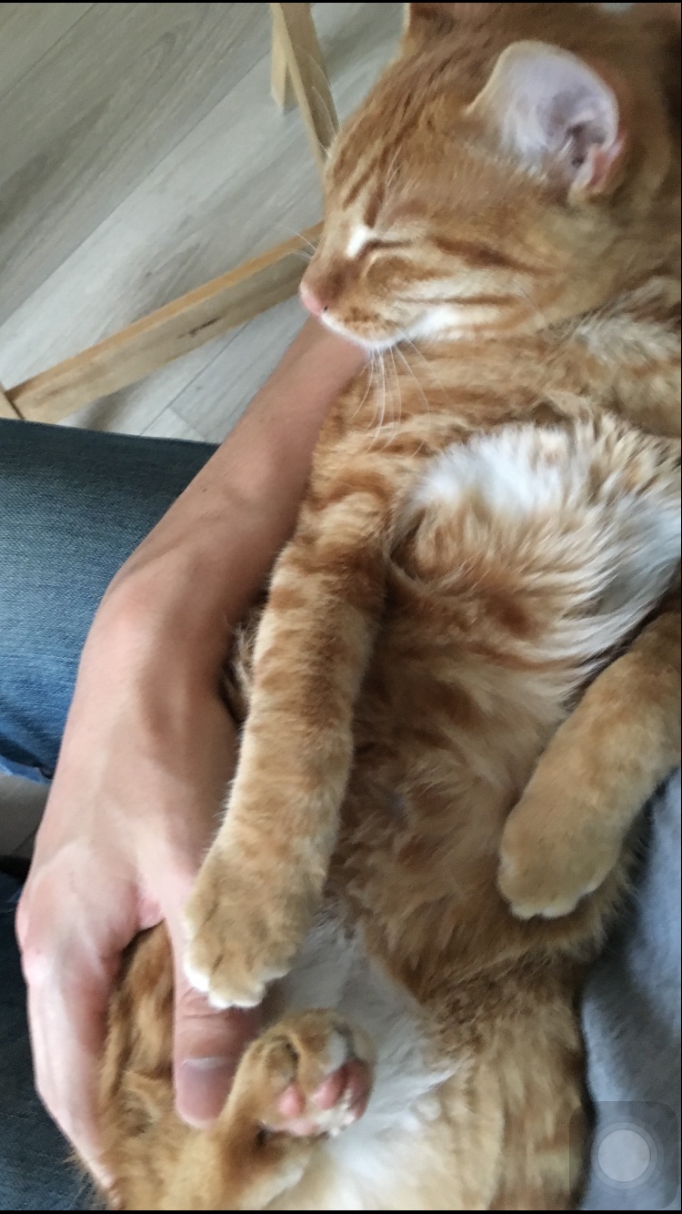 春日新装 长猫了