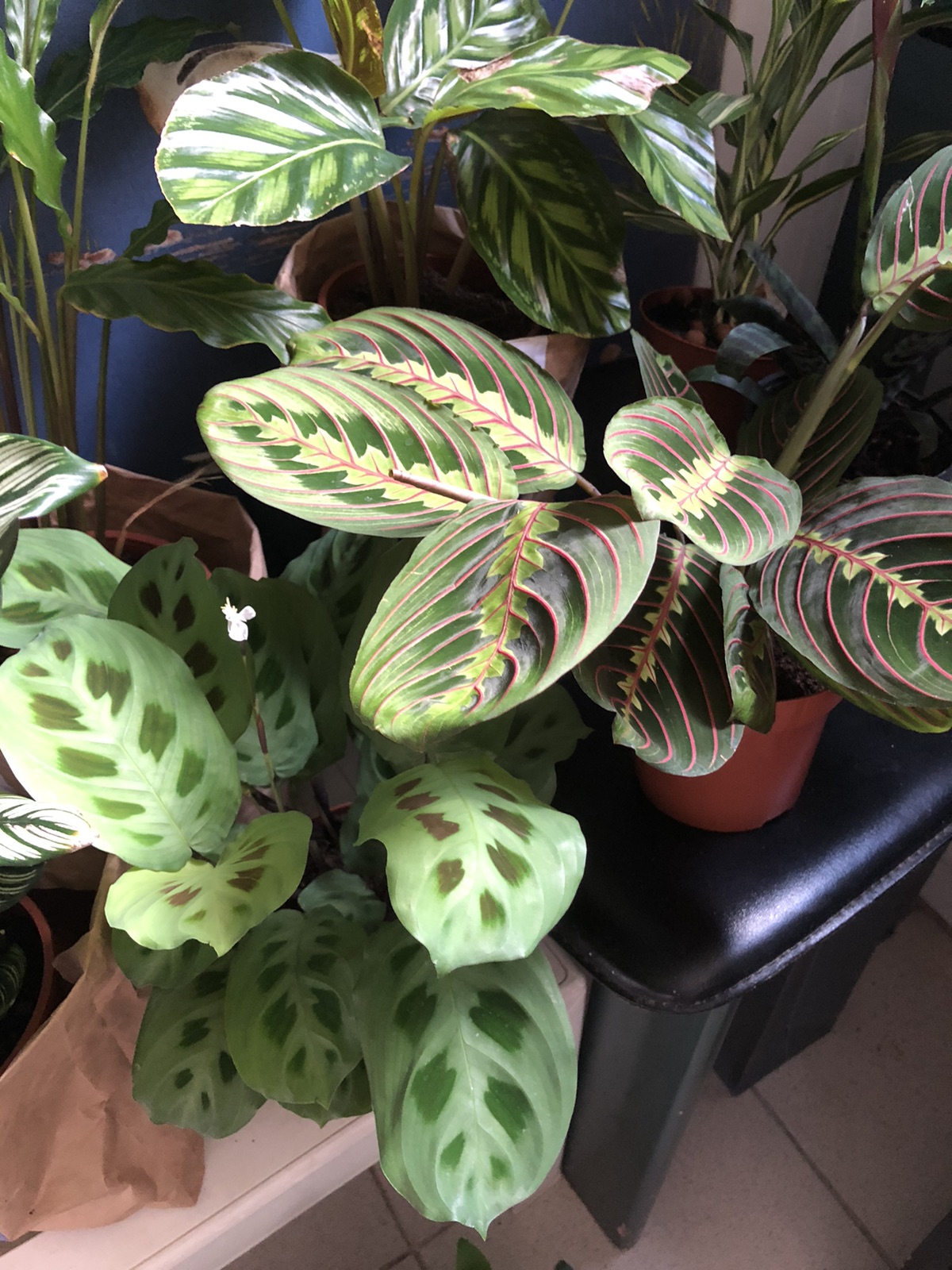 绿植分享 宅家必备