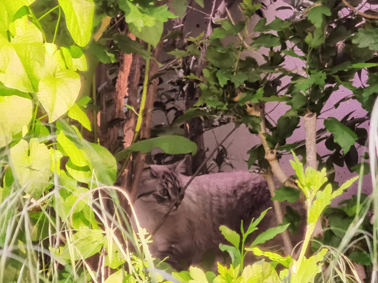 Please call me 猫猫收集家
