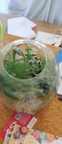 春日新装-聪明花