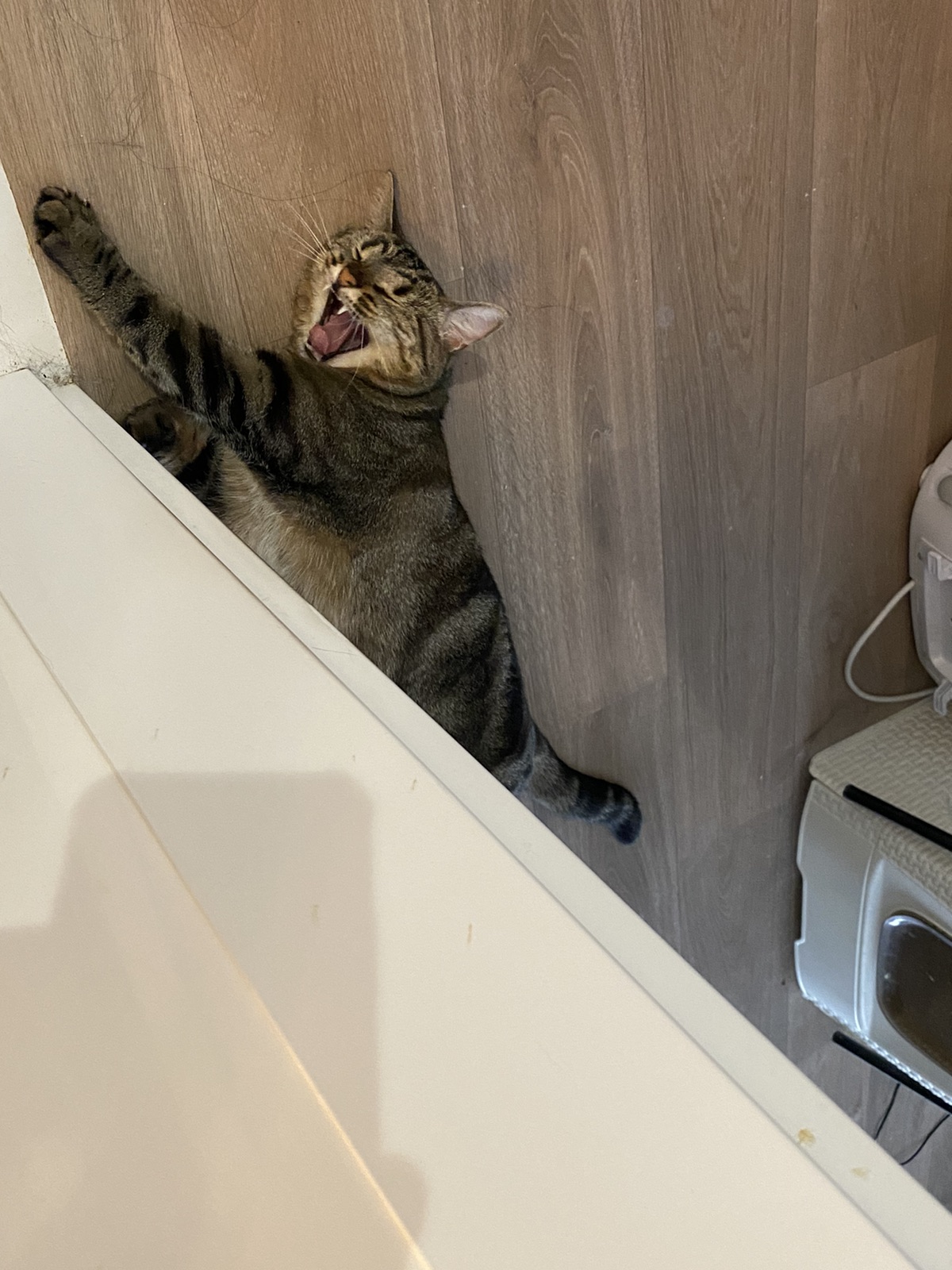 求推荐猫厕所🐱