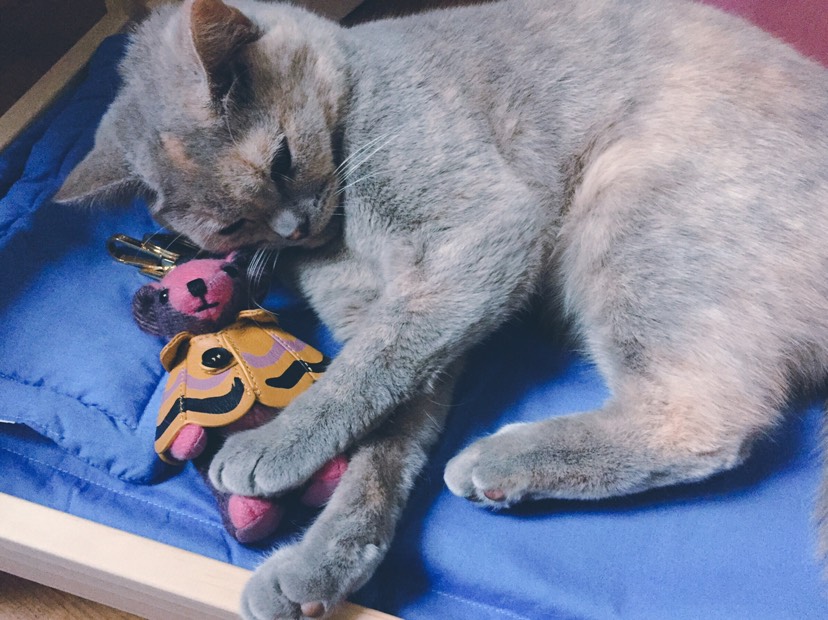 猫奴🤷‍♀️娃娃床买起来！