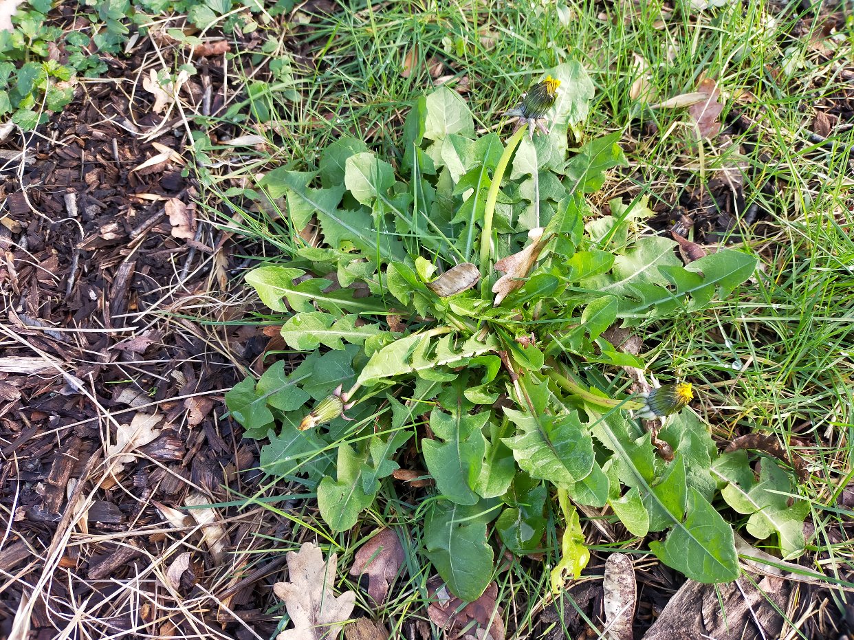 野荠菜？还是蒲公英