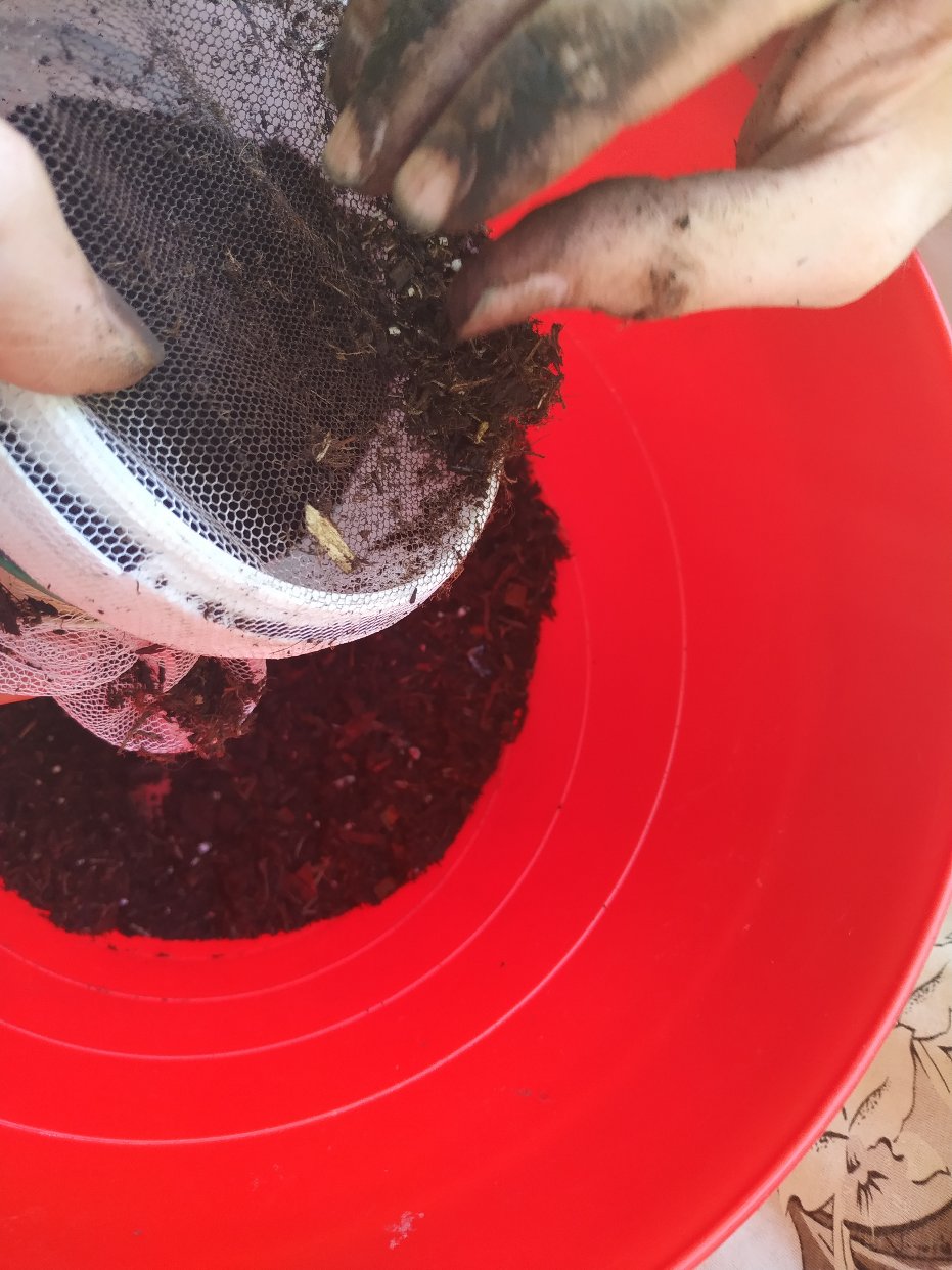 成功堆肥两次，一点点经验给绿植新手们