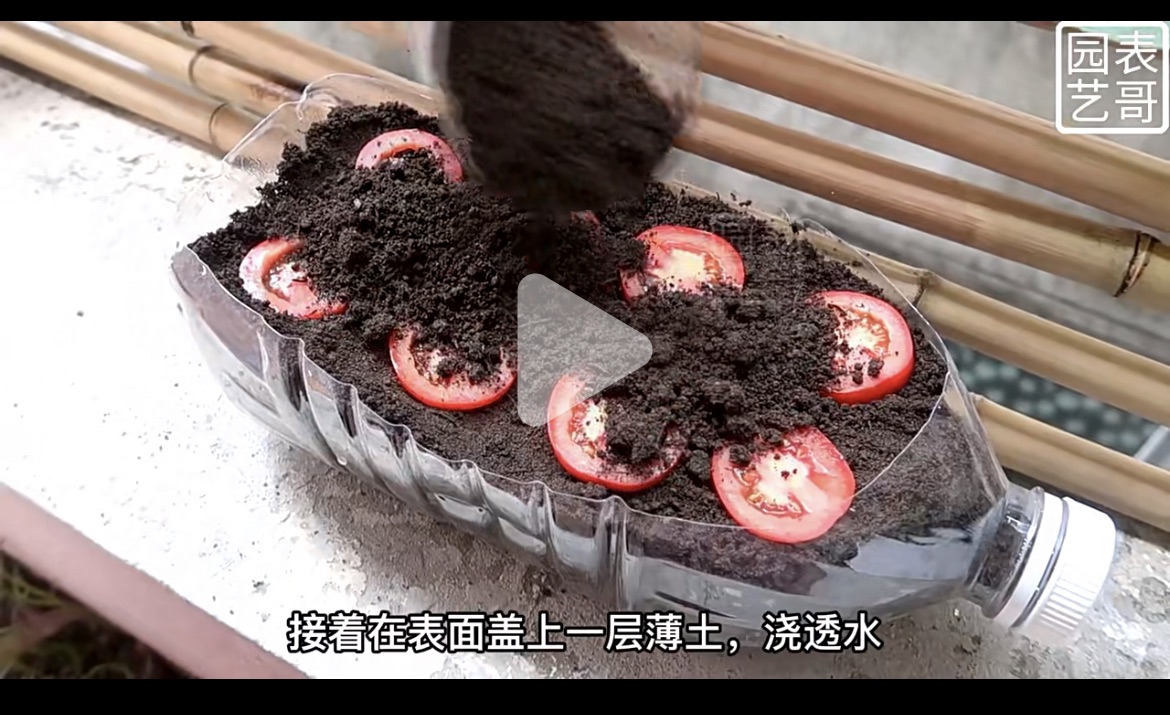 🍅小番茄成长记