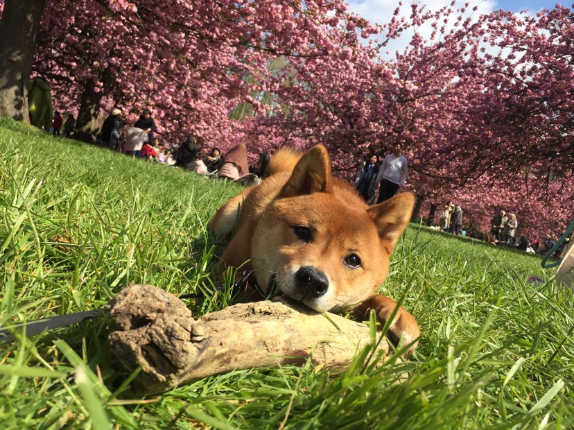 王大陆又来了