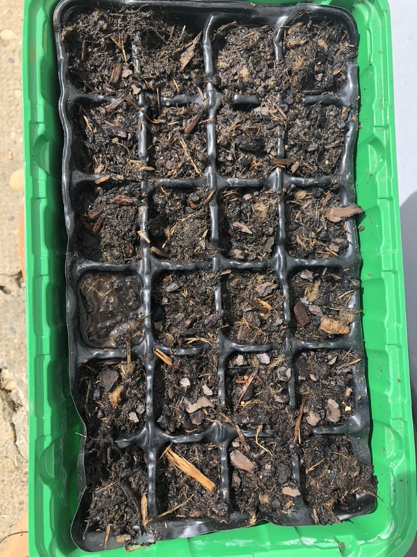 新的健身方式——种菜
