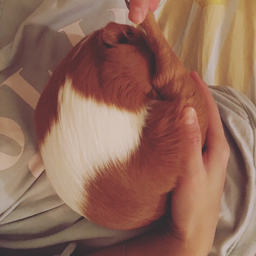 一只荷兰猪
