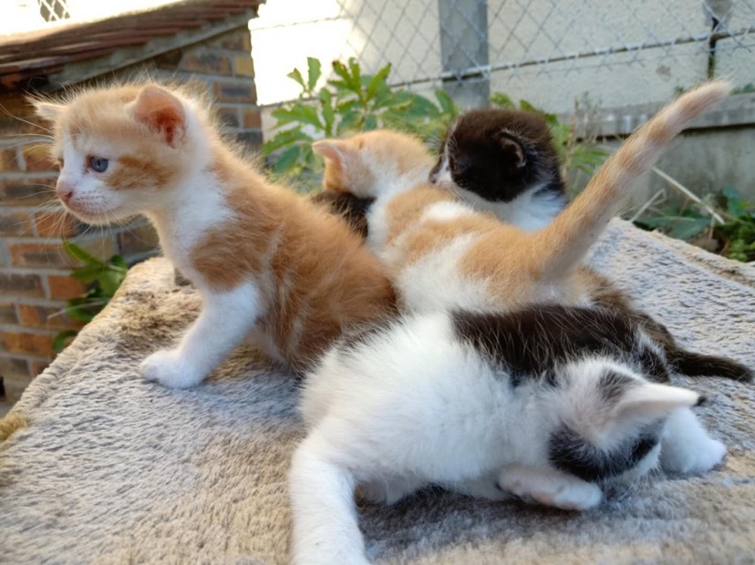 一大波萌宠来袭，小奶猫们借楼求领养～