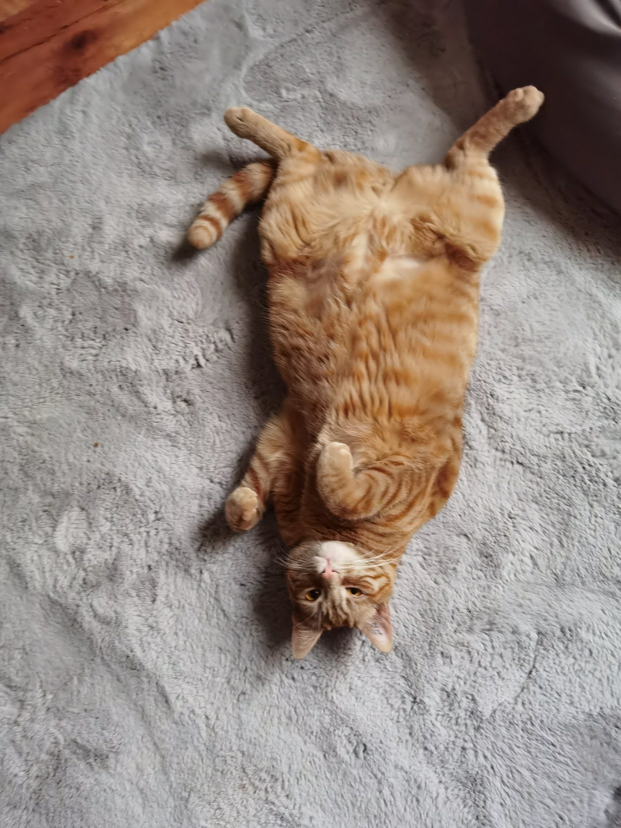 十只橘猫九个胖，还有一个压塌炕。。。