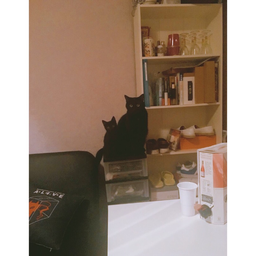 我终于 也算是有猫🐱的人了！