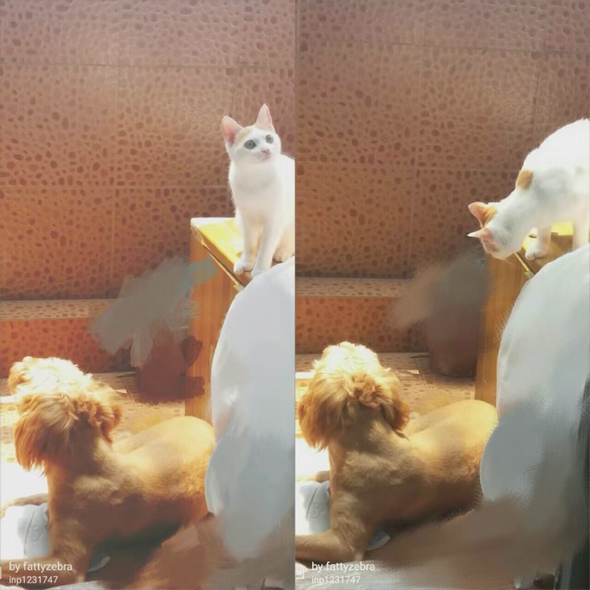 家里有一猫和一狗