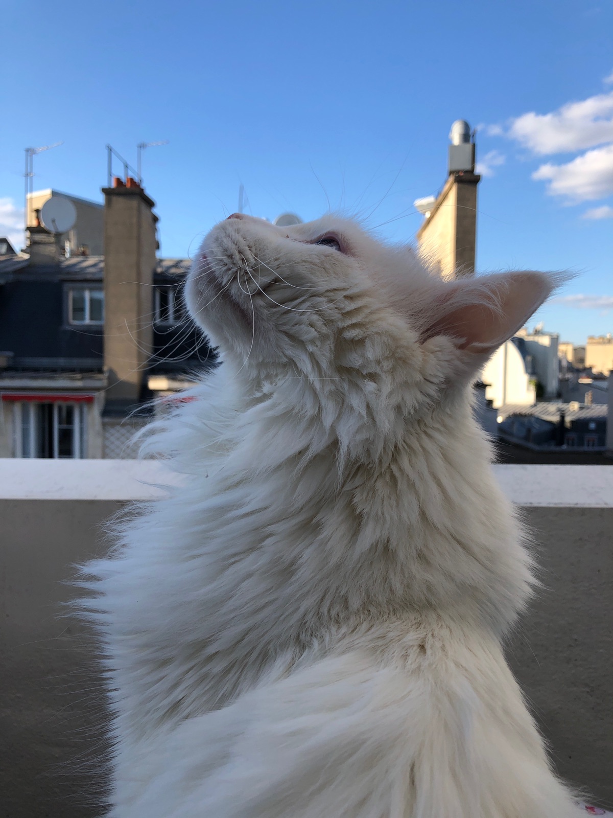 我是一只被妈宠坏的缅因猫
