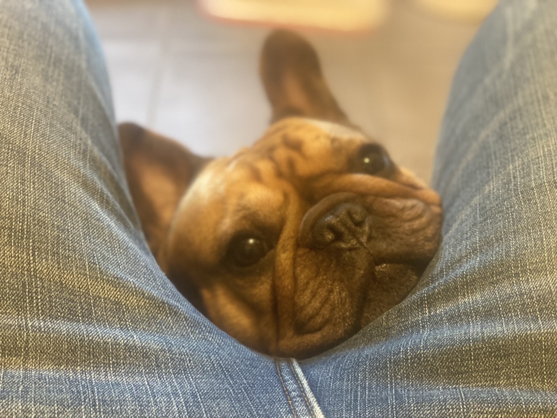 眼神会说话的叉烧🐶