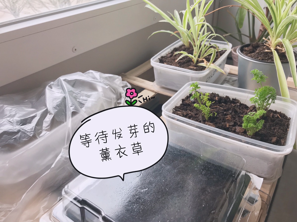 胡萝卜成长日记DAY7