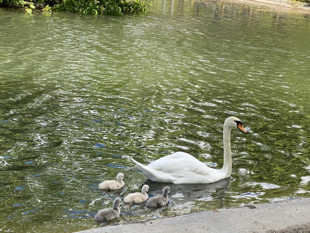白天鹅🦢小时候真的是丑小鸭？