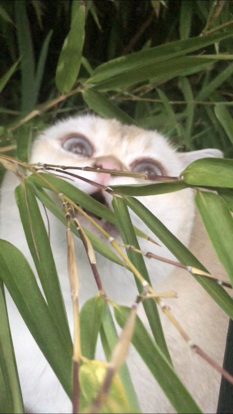 真 熊·🐱