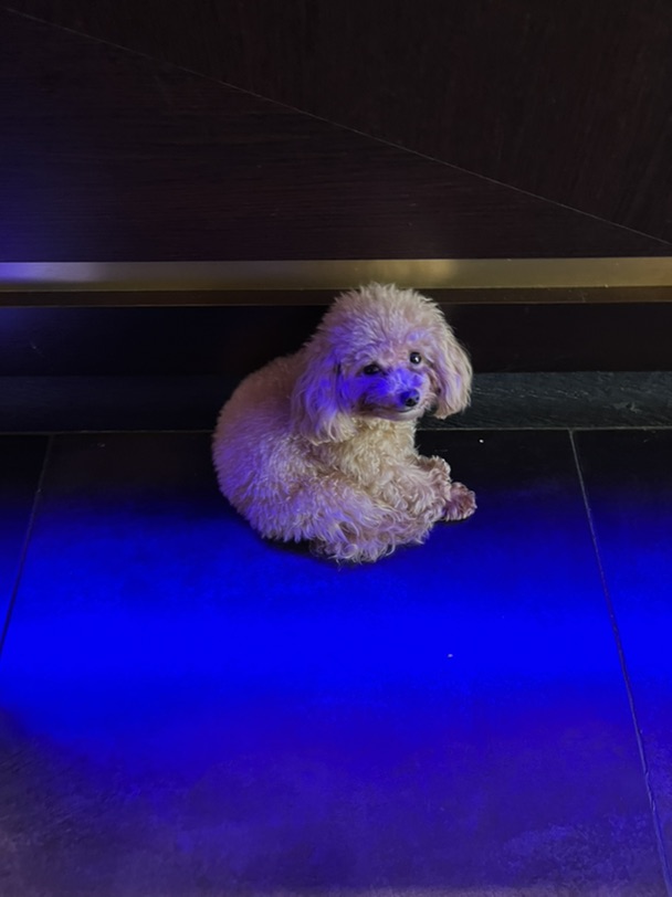 六一👀