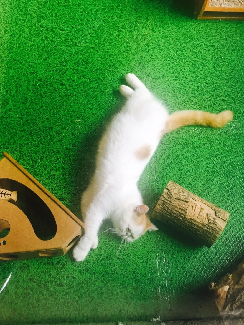 Bar a chats 