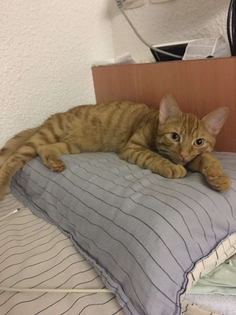 寄养橘猪