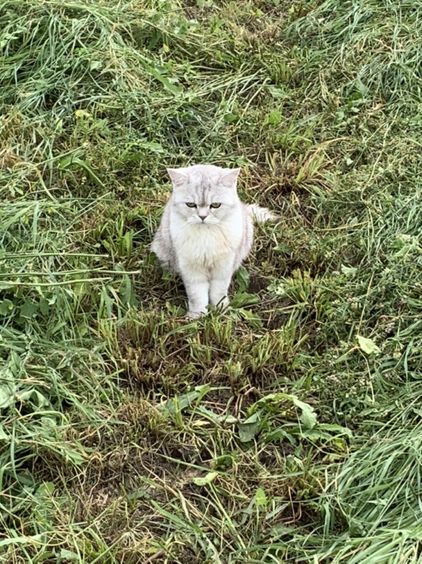 南法好多可爱猫猫！