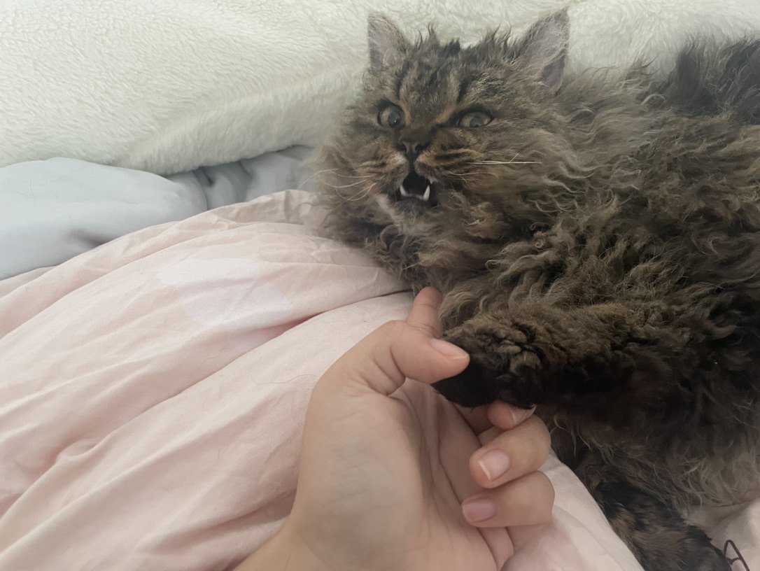 猫咪寄养，求好心姨姨收留