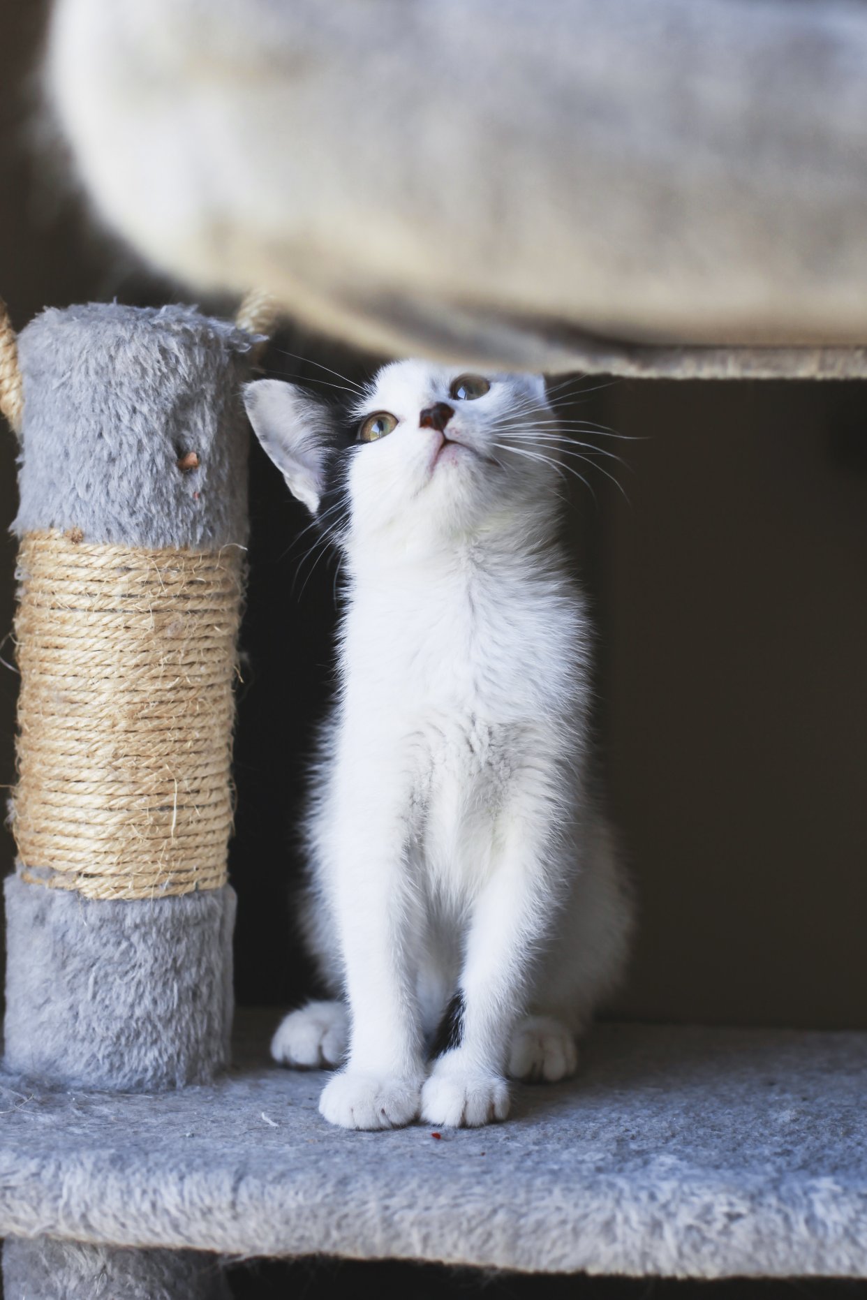 法国🇫🇷小奶猫找有缘领养人啦！