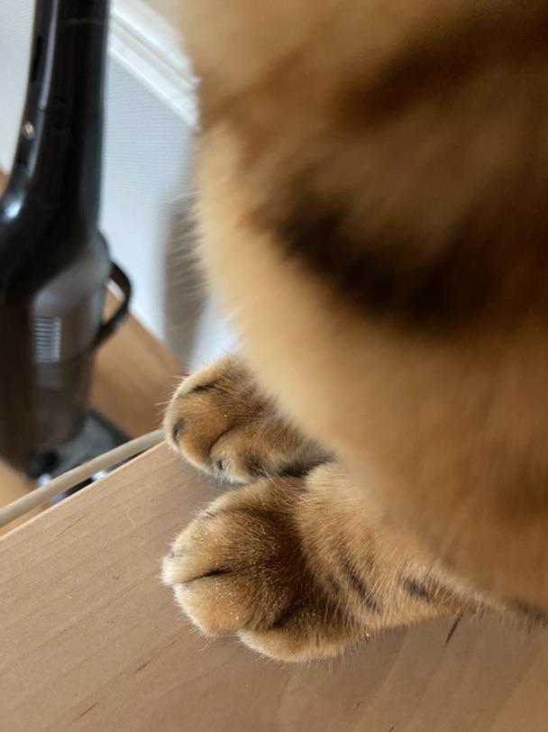 飞蹦到模糊   谁也不能逃过我的猫猫爪
