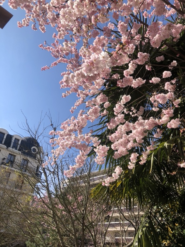樱花都开啦 