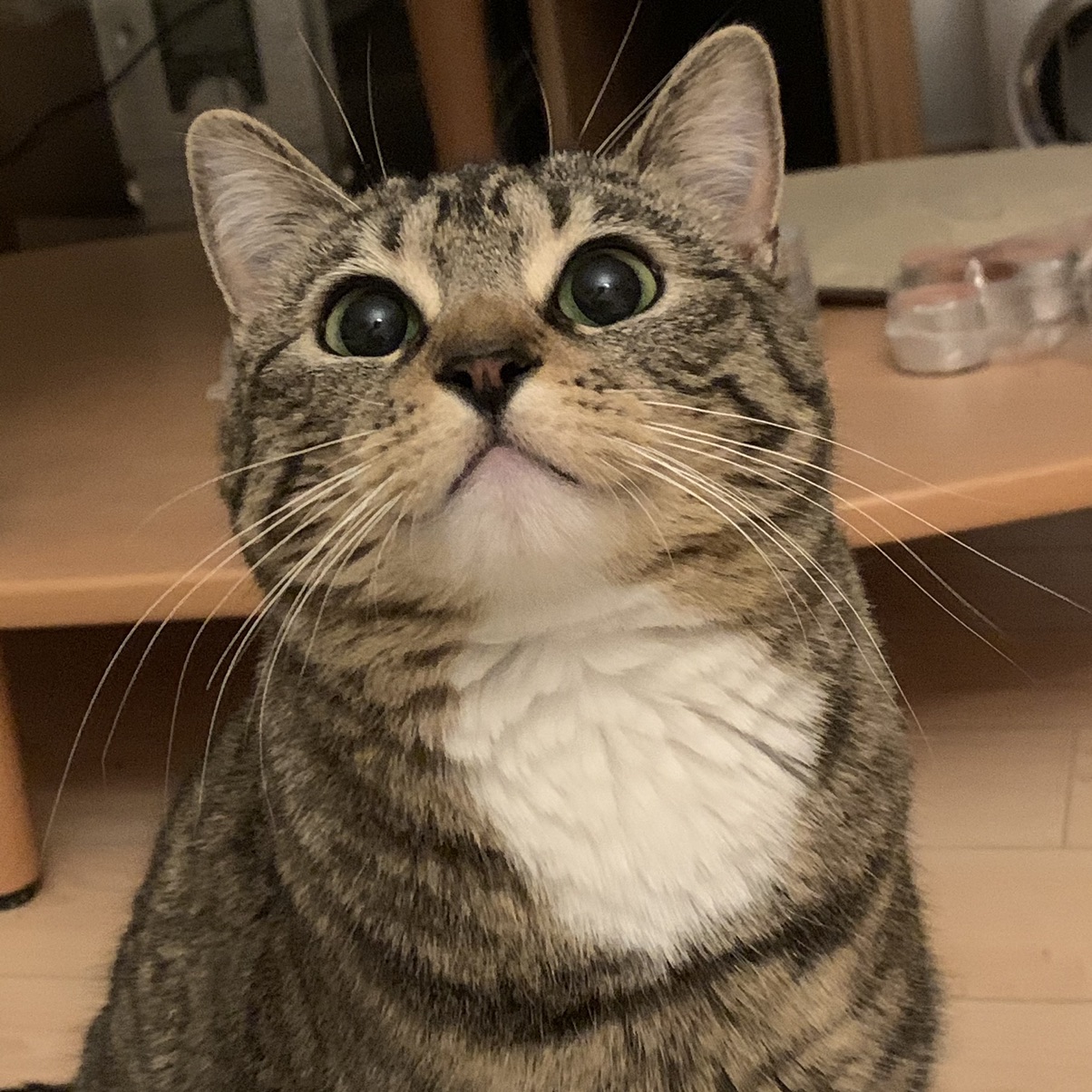 狸花大咪来选秀！