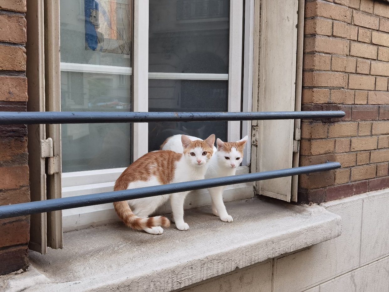 又在上学路上遇见猫猫了！