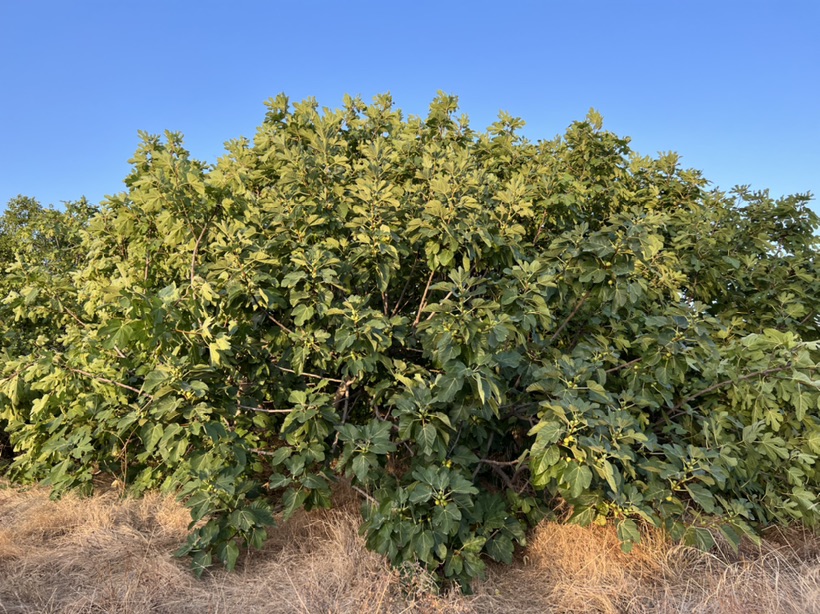 实现无花果自由🆓！