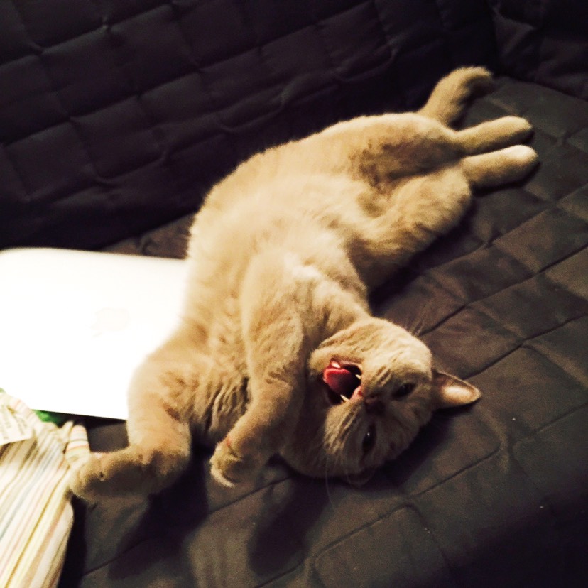 秀猫大赛？热情参与中