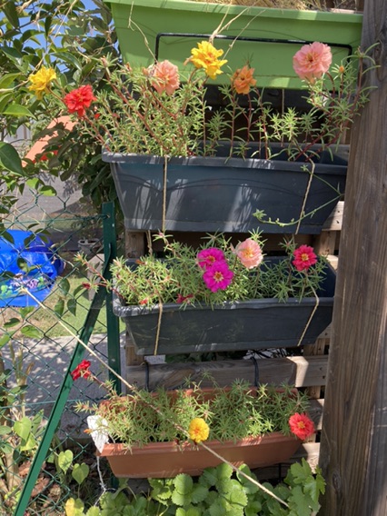 国内的花呀国外开