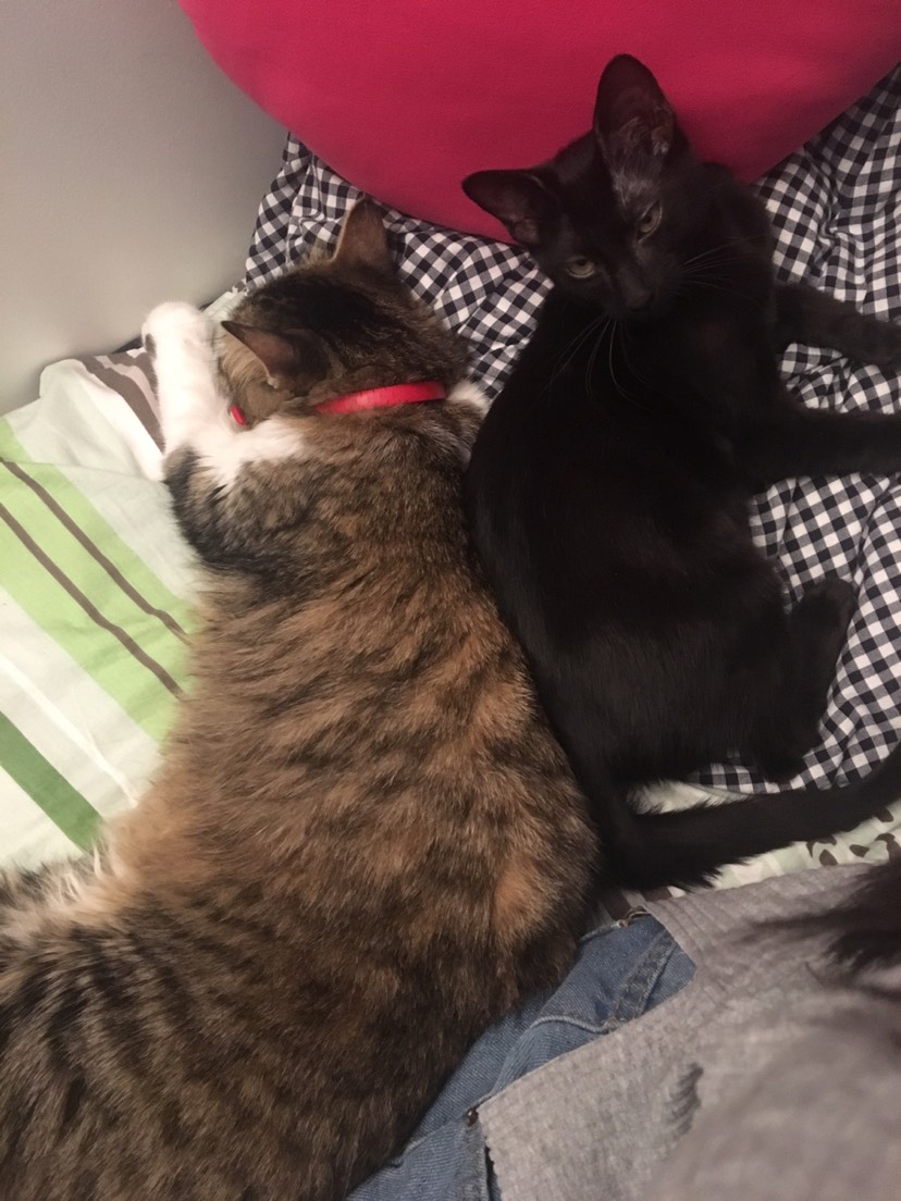两只猫日常打完后的抱抱