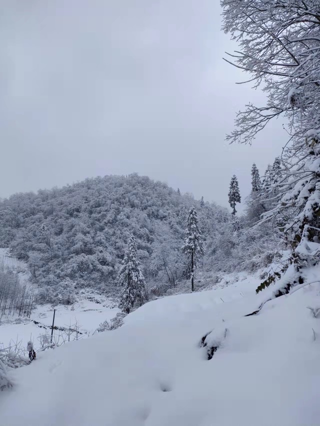 老家爷爷养的🐐     多少年没回家了…