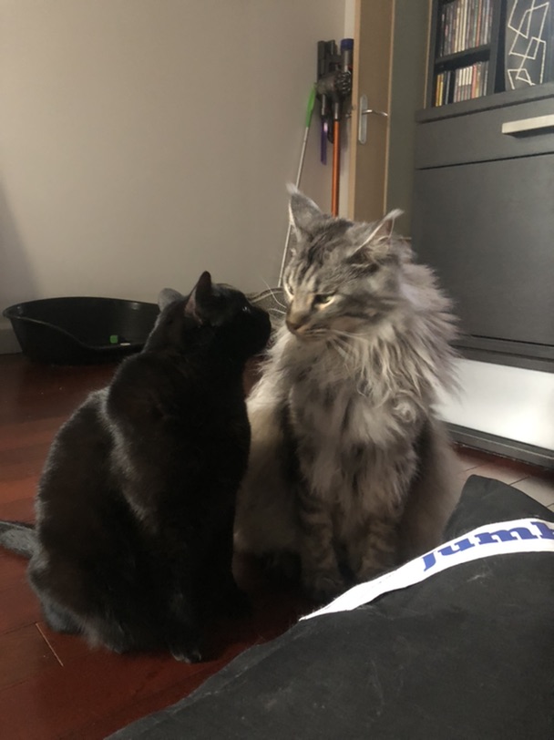 双猫家庭 下一秒就打起来