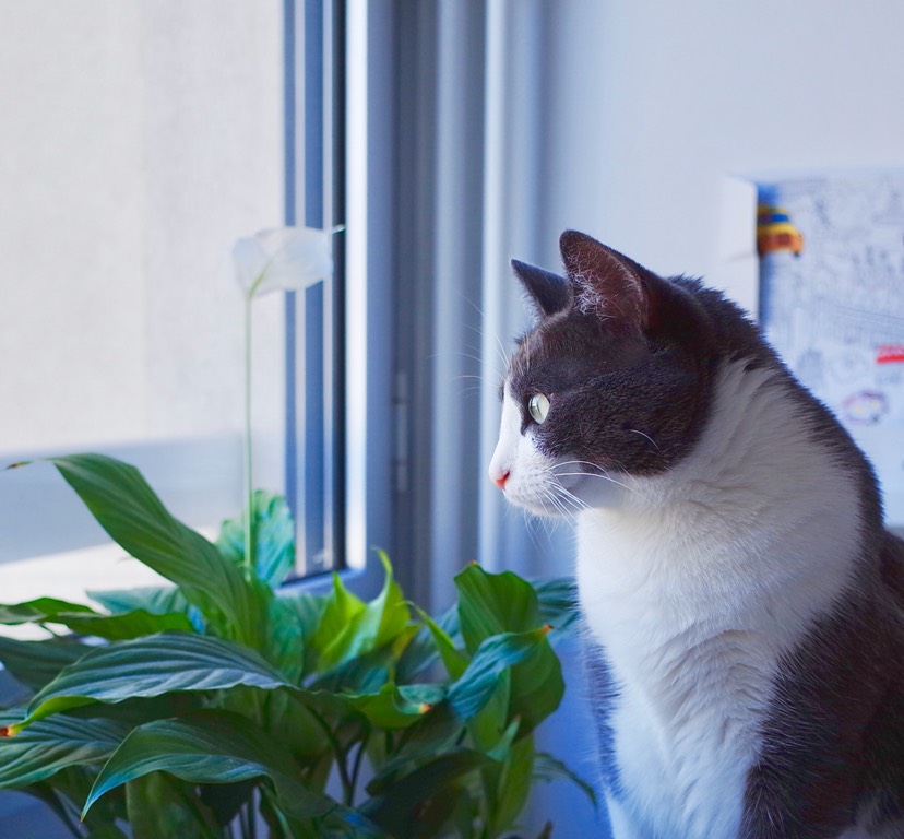 家有猫兔