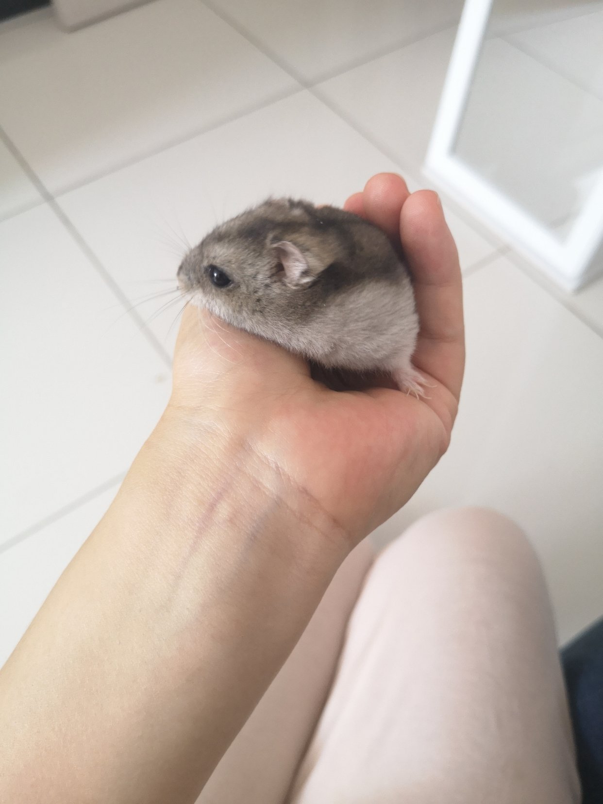 免费赠二手花枝鼠啦 已赠